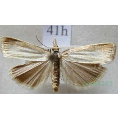 Agriphila straminella (Denis & Schiffermüller, 1775) Wachlarzyk słomkowy Czech41h